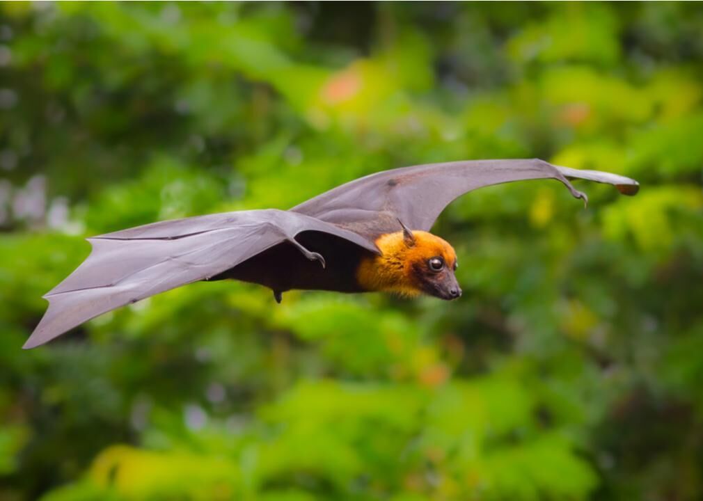 Scientists Figure Out How Vampire Bats Got A Taste For Blood