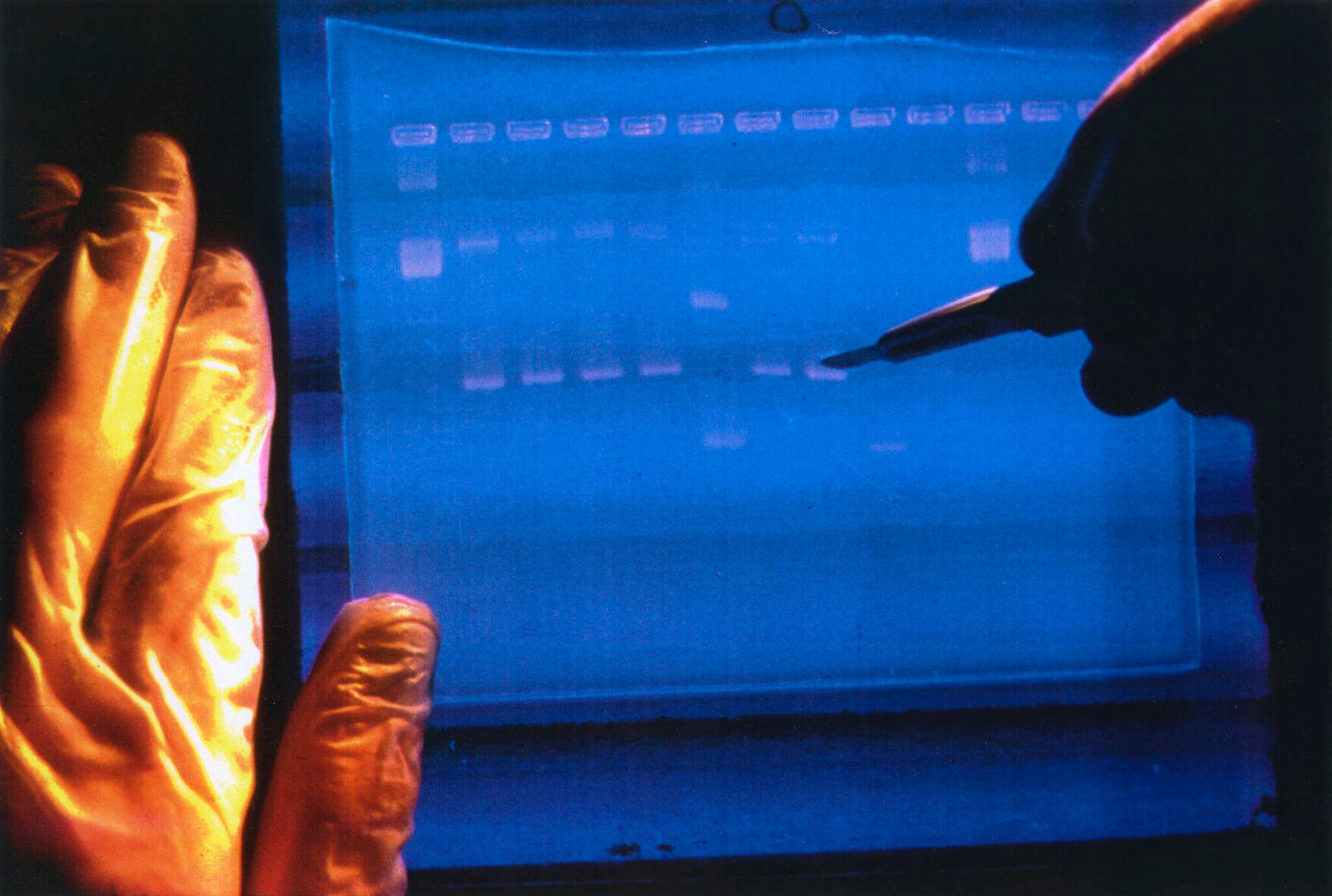 <p>In this undated image made available by the National Human Genome Research Institute, a researcher examines the output from a DNA sequencer. In research published in the journal Science on Thursday, March 31, 2022, scientists announced they have finally assembled the full genetic blueprint for human life, adding the missing pieces to a puzzle nearly completed two decades ago. An international team described the sequencing of a complete human genome, the set of instructions to build a human being. (NHGRI via AP)</p>