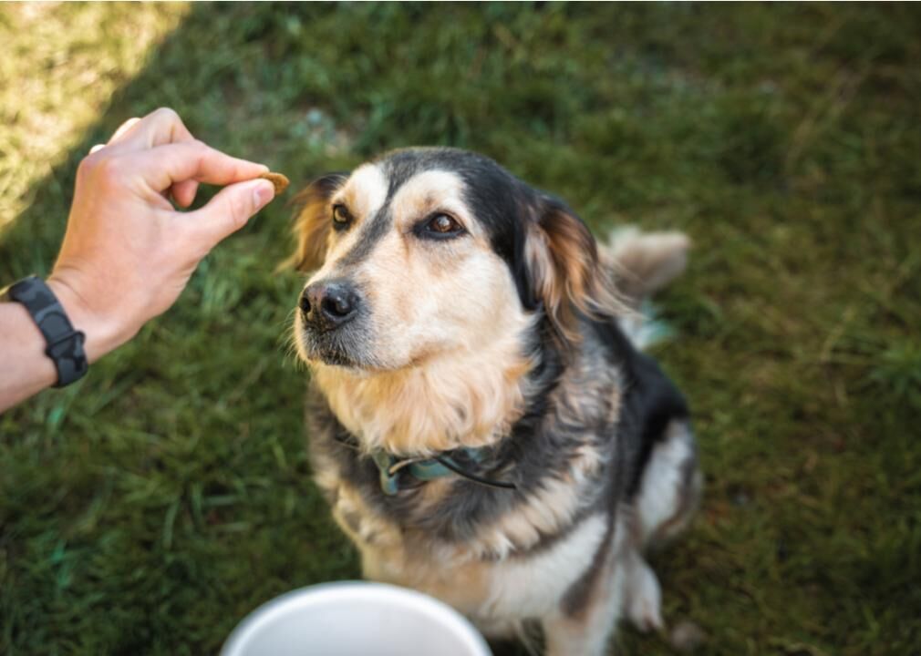 Basic Dog Training You Can Do At Home