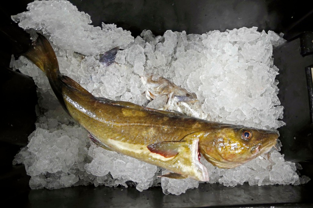 Seafood Industry Braces For Losses Of Jobs, Fish Due To Sanctions