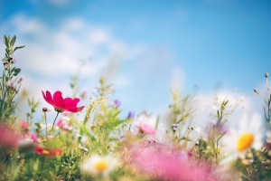 Spring Flowers3
