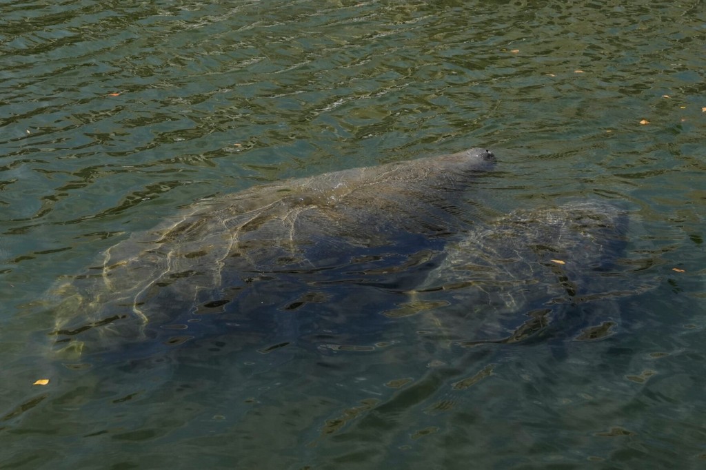 55 Tons Of Lettuce Fed To Florida’s Starving Manatees