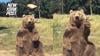 Watch Now: Brown Bear Gives A Friendly Wave For A Slice Of Bread