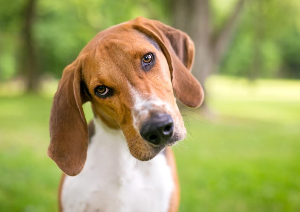 These Are The Least Popular Dog Breeds In America