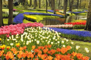 Spring Flowers1