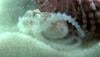 Scientists Discover 330 Million Year Old Fossil Of Octopus Relative