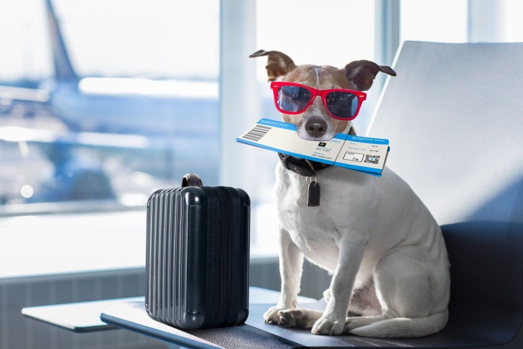 Know Before You Go. The Basics On Flying With Your Pet