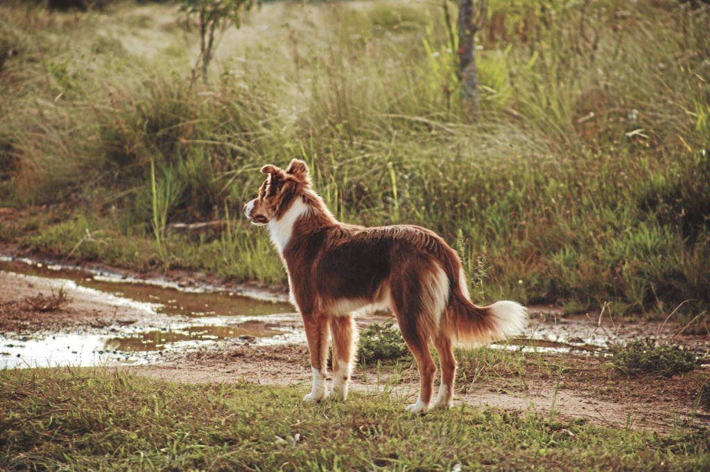 What Dog Owners Need To Know About The Disease Leptospirosis