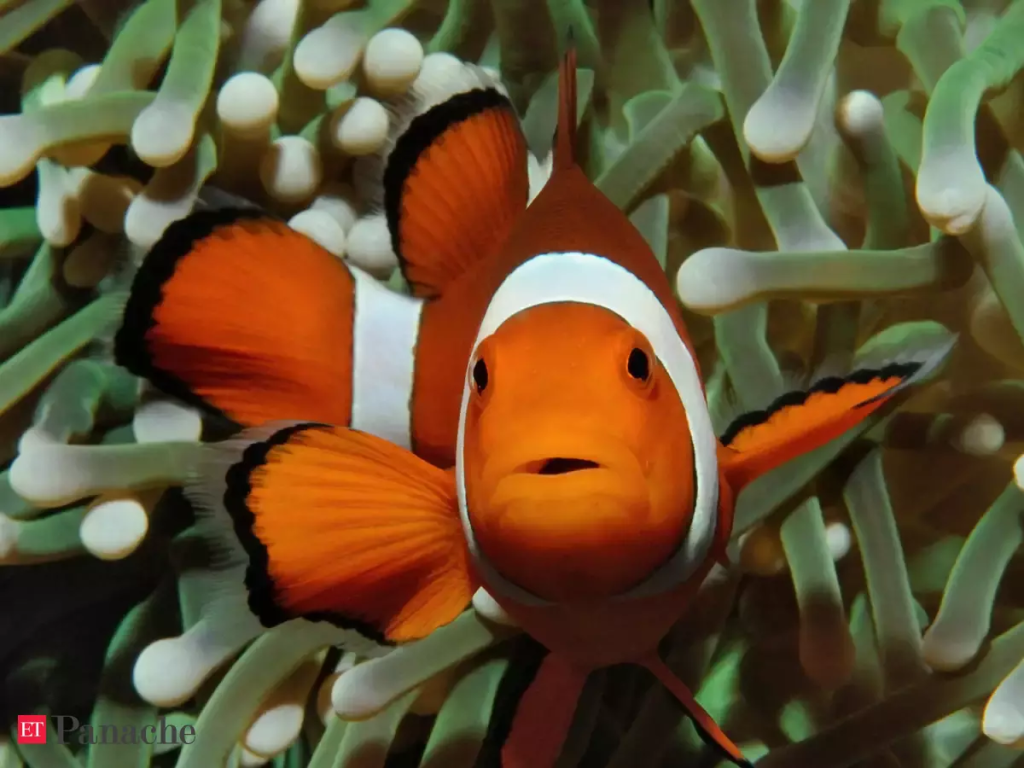 Clownfish2