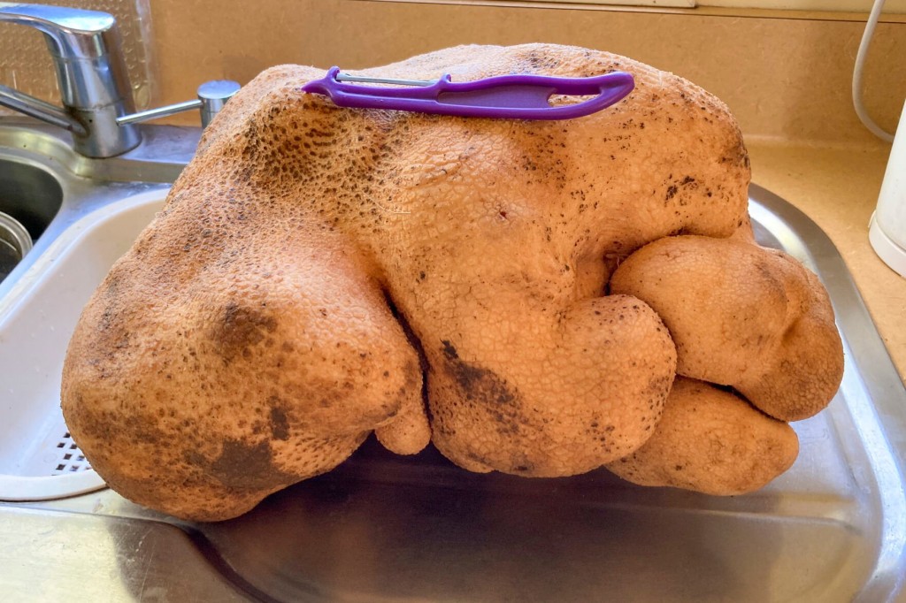 Nice Try But No Potato For New Zealand Couple’s Giant Garden Find