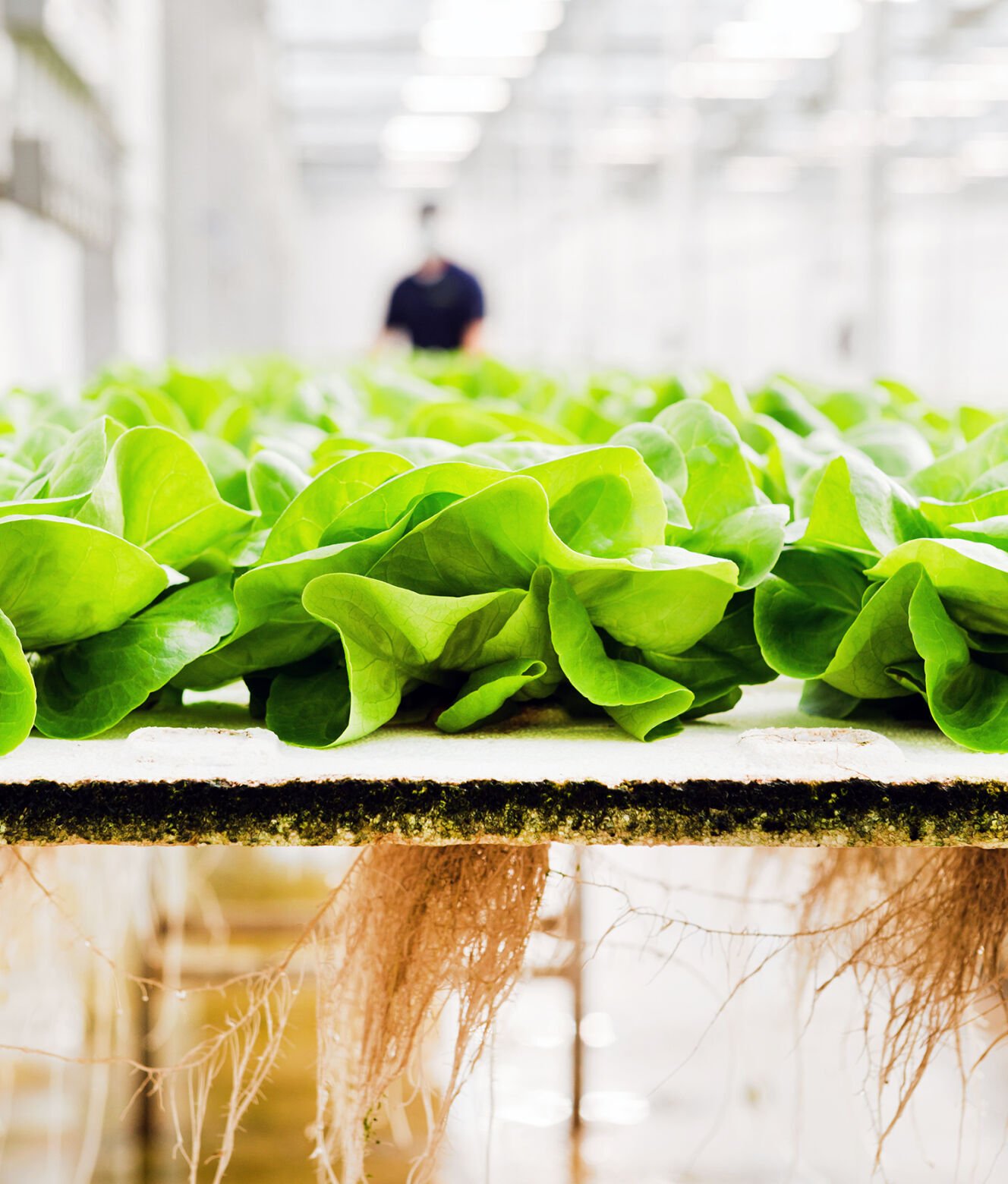 <p><span>Buttery Bibb Living Lettuce from <a href="https://feastandfield.net/read/fruits-and-vegetables/lettuce-eat-greens-how-hydroponic-farms-are-changing-the-salad-scene/article_c89230b2-9ff7-11ec-86d3-1748b93610a6.html" target="_blank">Revolution Farms</a> is sold with with the roots intact for optimal freshness. Photo by Teri Genovese.</span></p>