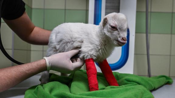 Dogs Of War: The Conflict In Ukraine Is Displacing Pets As Well As People