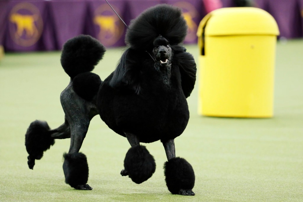 Poodles Pop In Popularity, But Labs Still No. 1 Us Dog Breed