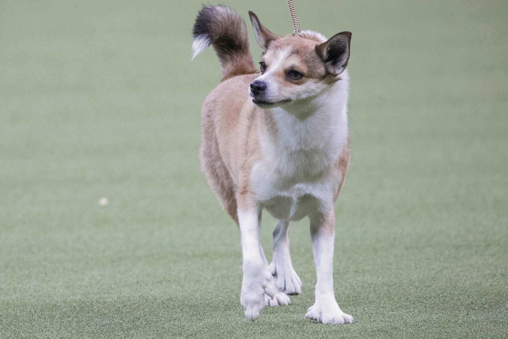 <p>FILE - A Norwegian lundehund, a relatively rare breed in the U.S., competes during the non-sporting group at the 142nd Westminster Kennel Club Dog Show at Madison Square Garden in New York, Feb. 12, 2018.</p>