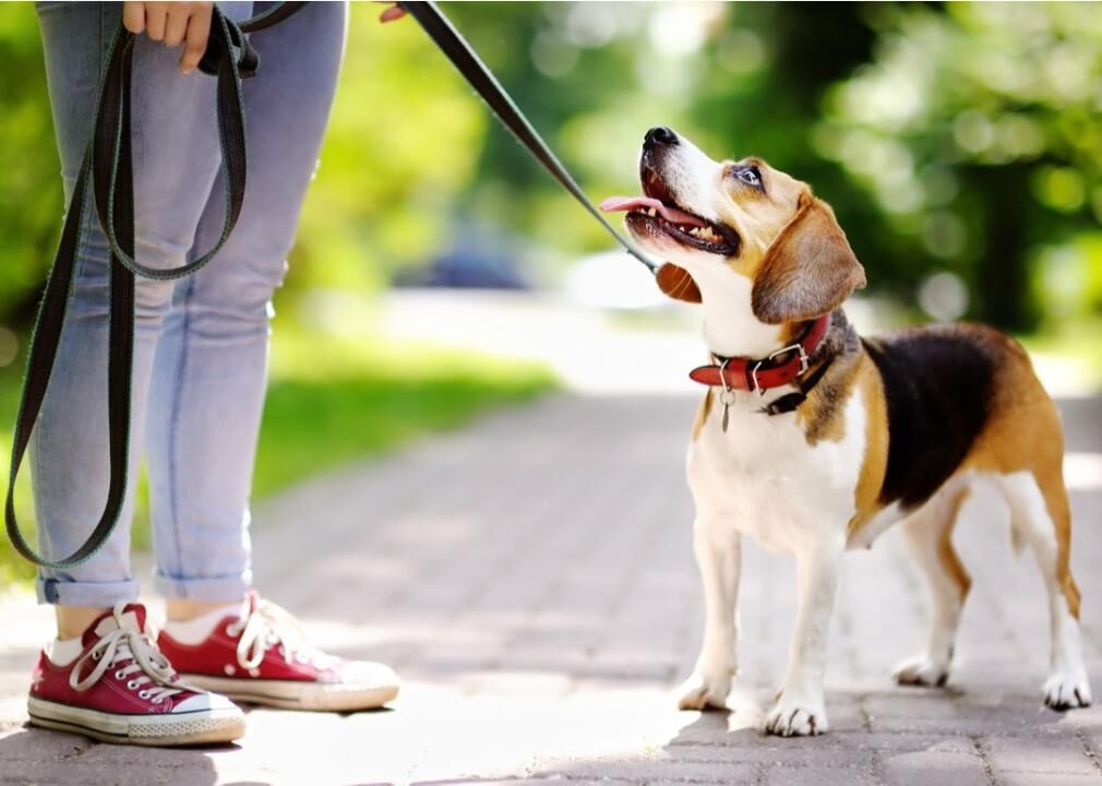 Dog Park Best Practices For New Pet Owners