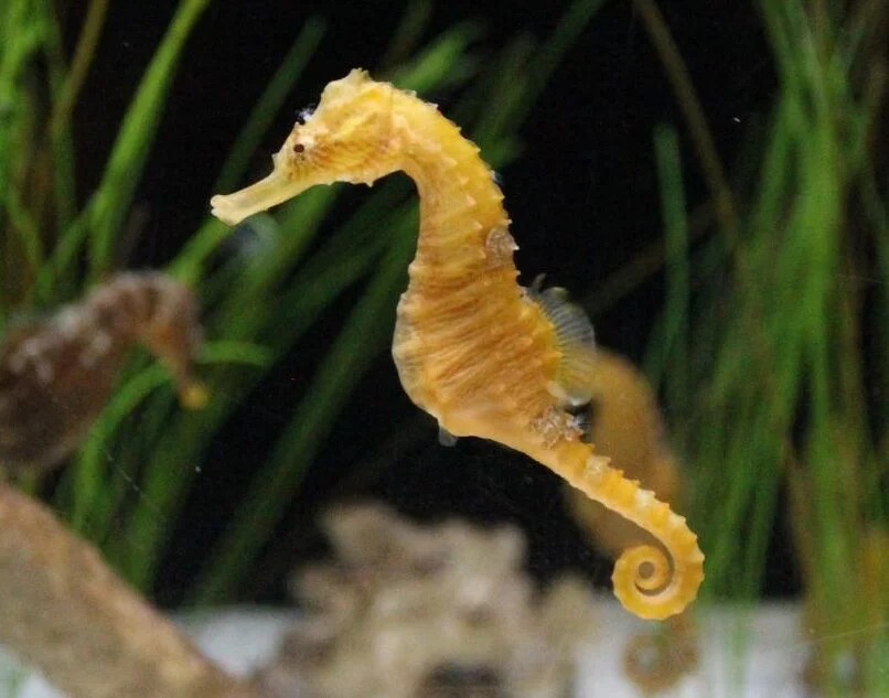 Seahorse2
