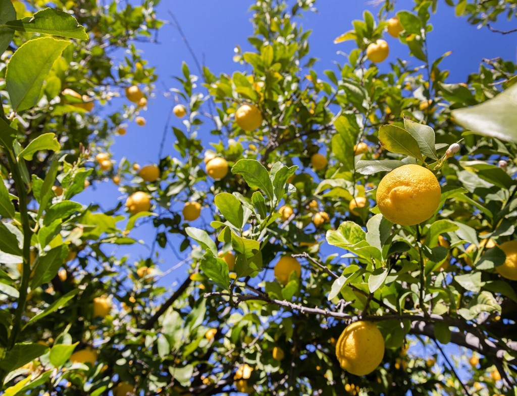 The Lowly Lemon? No Way. The Fruit’s Most Fascinating Facts