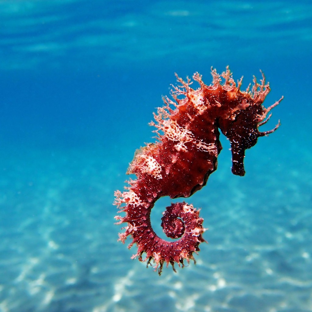 Seahorse1