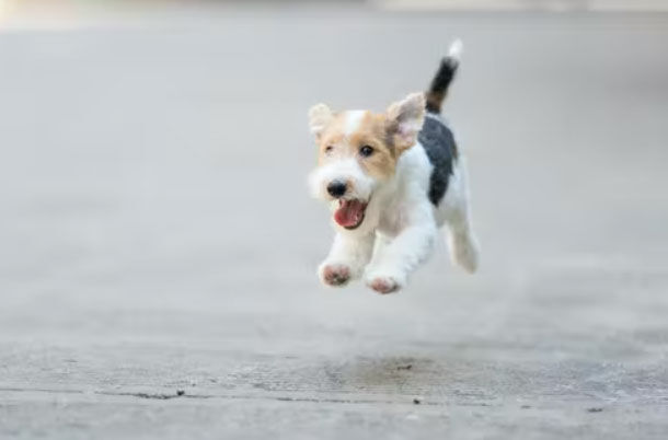 How Pet Cancer Data Sheds Light On Human Cancers – And Speeds The Development Of New Treatments