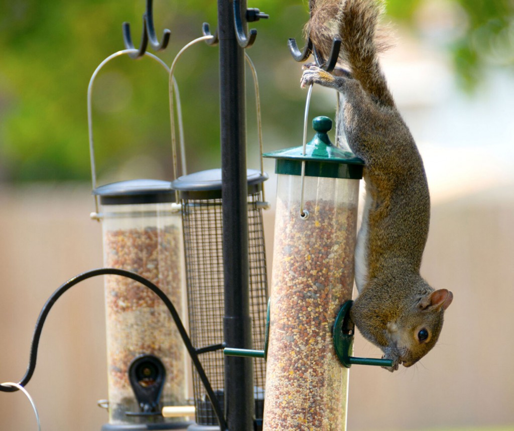 Squirrels Causing Problems At Your Bird Feeder? Here’s How To Deal With Them