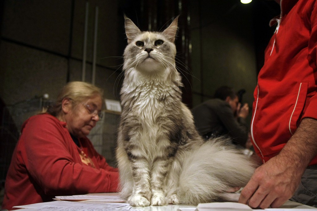 Russian Cats Banned From International Competition