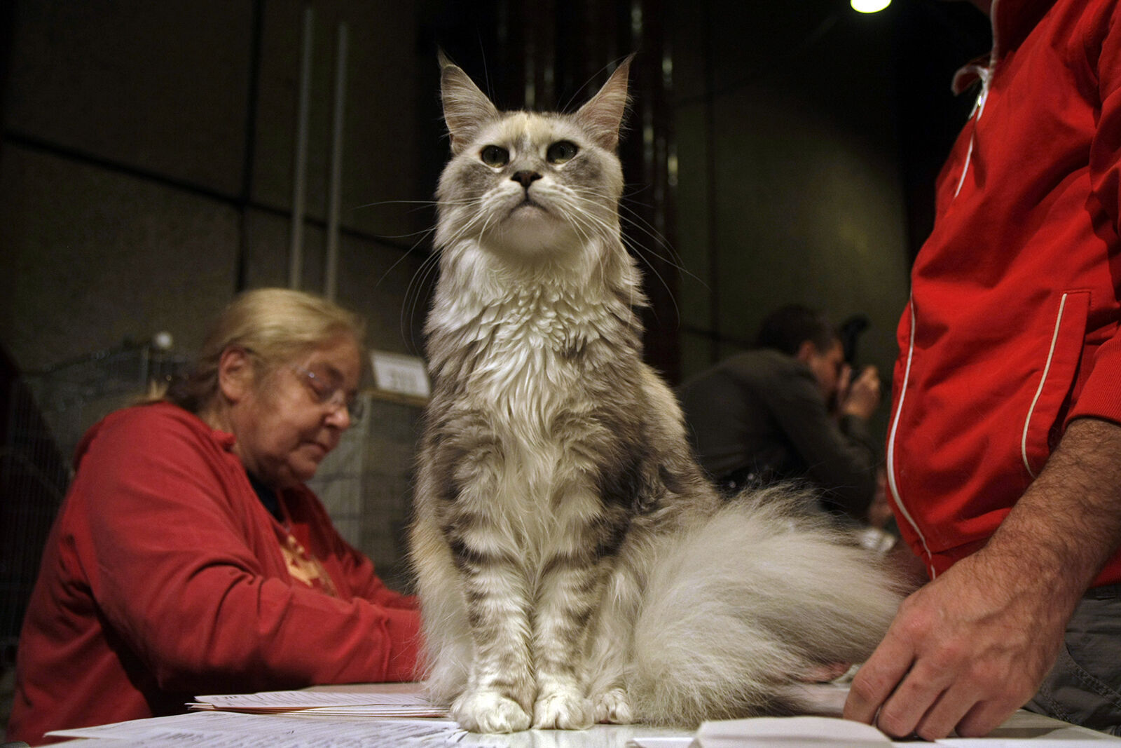 <p>A cat is pictured Dec. 10, 2011, at the International Cat Show in Budapest, Hungary.</p>