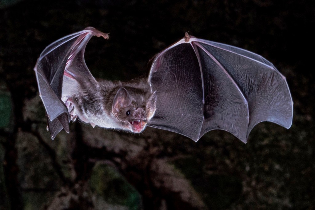 Scientists Figure Out How Vampire Bats Got A Taste For Blood