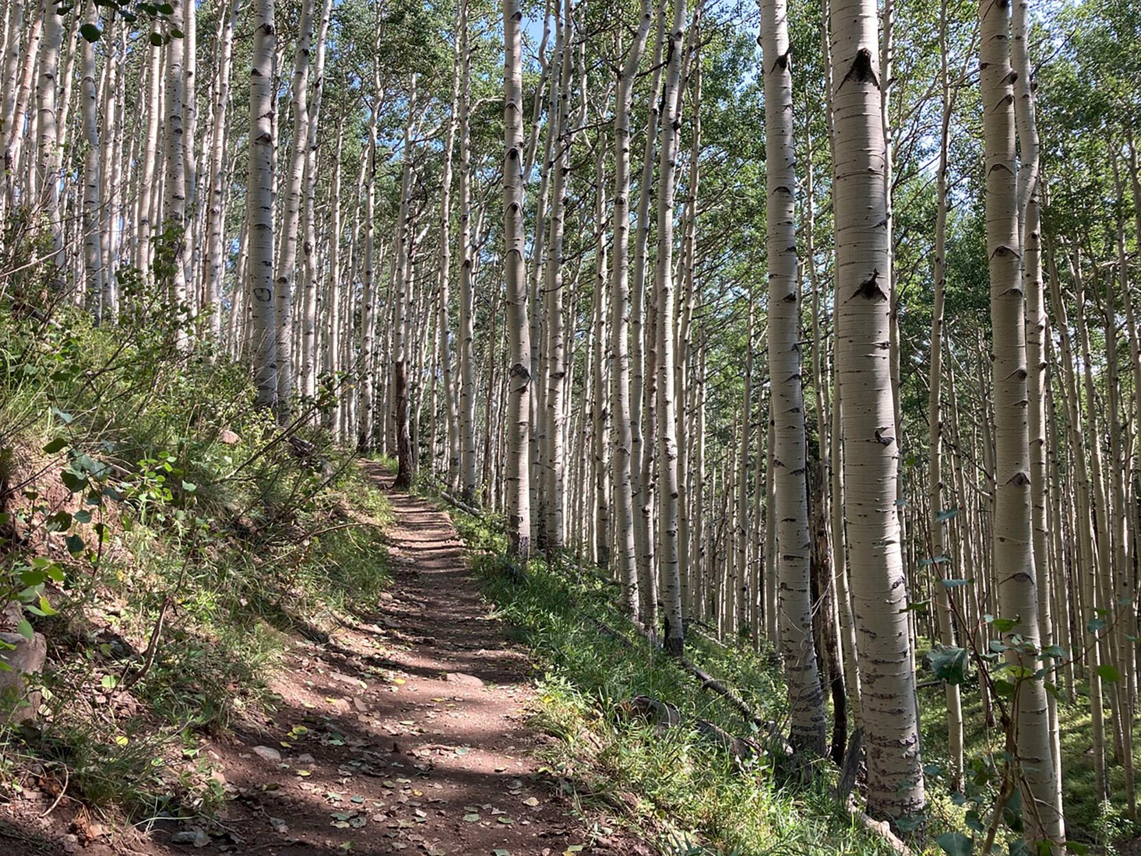 <p>This Aug. 26, 2020, photo shows the San Francisco Peaks area of the Coconino National Forest in northern Arizona.</p>