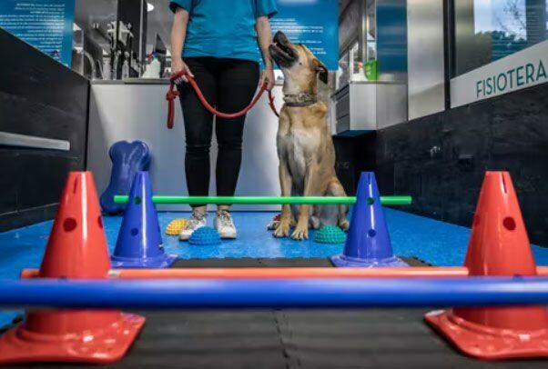 For Dogs With Arthritis, Daily Activities Don’t Have To Be Painful