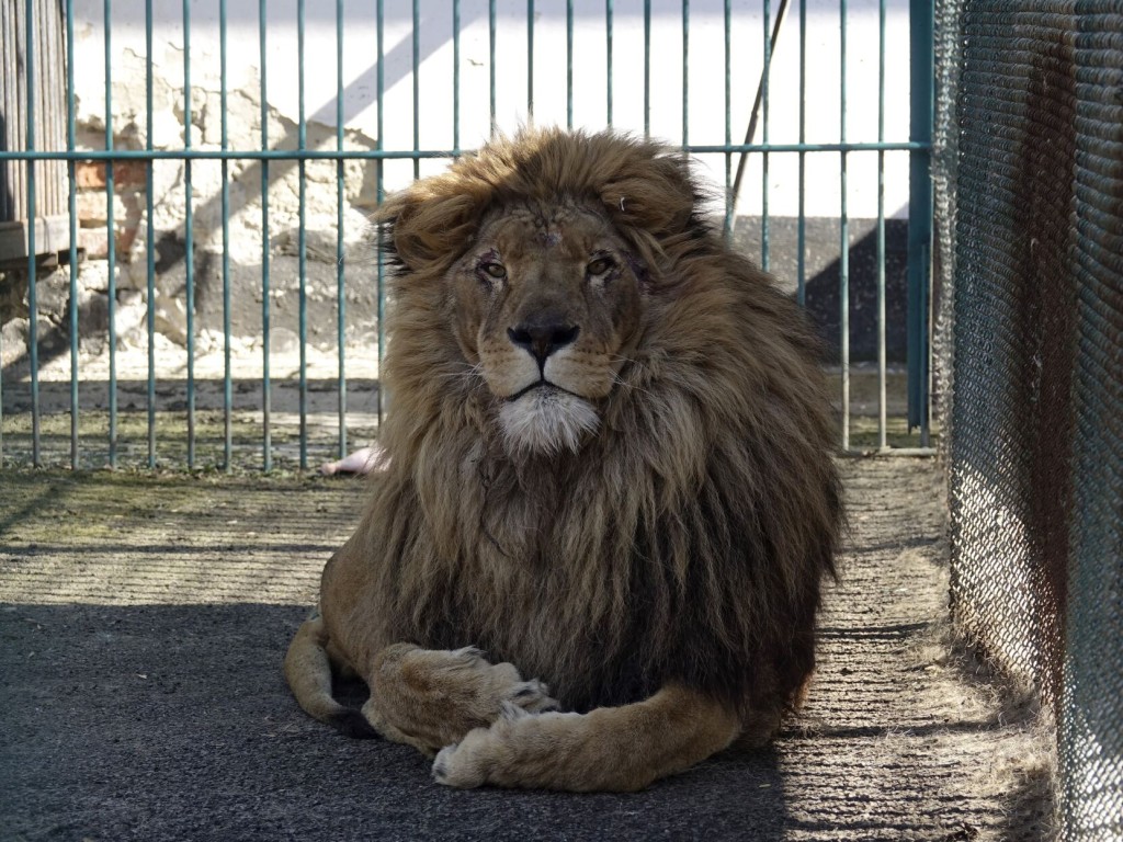 Simba The Lion, Wolf Named Akyla Safely Evacuated From War Torn Ukraine