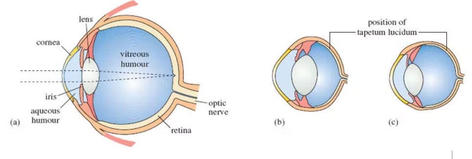 <p>Humans do not have a tapetum lucidum but cats, including lynxes and pumas, do.</p>
<p><a class="source" href="https://www.open.edu/openlearn/mod/oucontent/view.php?id=2225&extra=thumbnailfigure_idm46597346755312">The Open University</a>, <a class="license" href="http://creativecommons.org/licenses/by-sa/4.0/">CC BY-SA</a></p>