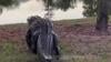 Watch Now: Large Alligator Saunters Through Florida Neighborhood