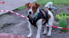 Watch Now: Ukraine Employing Bomb Sniffing Dogs To Find Landmines Left Behind By Russia