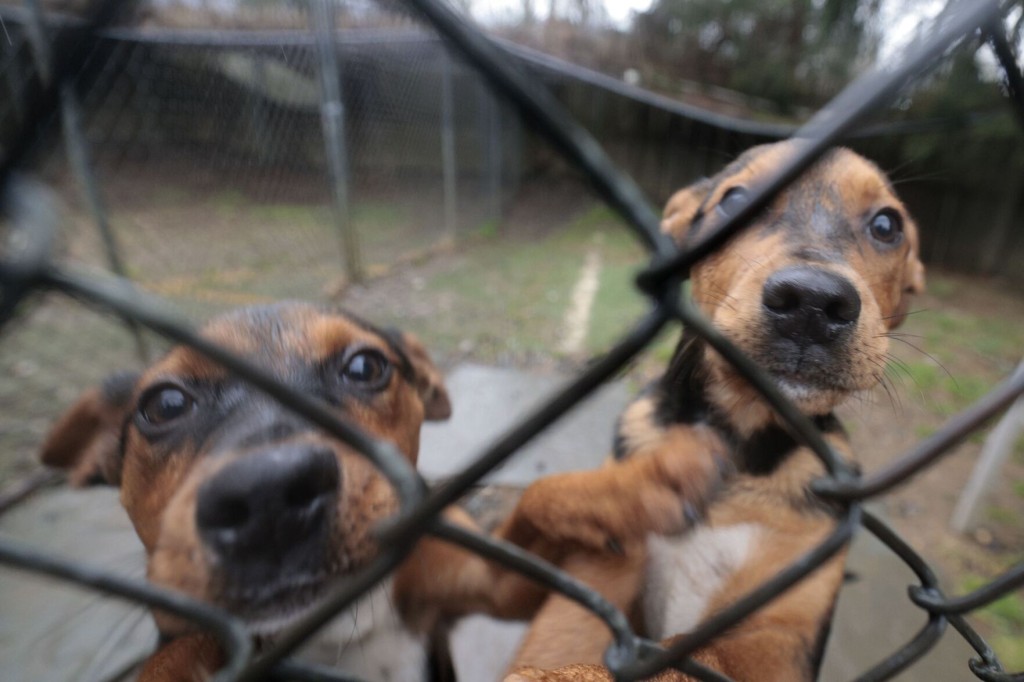 Us Animal Rescues Overwhelmed As Families Return Pandemic Pups