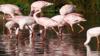 Flamingo That Escaped Kansas Zoo In 2005 Spotted In Texas, And More Of This Week’s Weirdest News