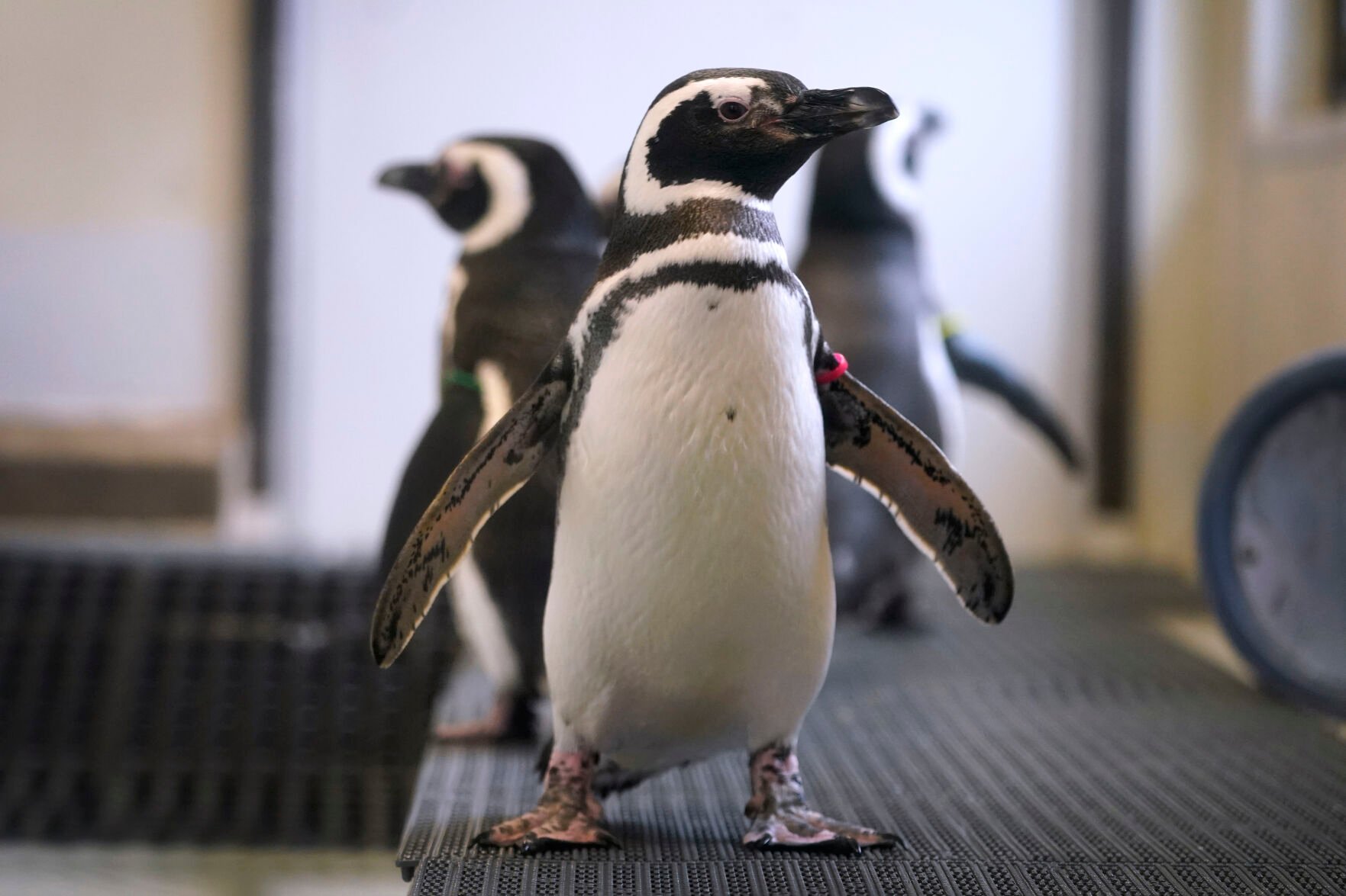 <p>Magellan penguins stand in their enclosure at the Blank Park Zoo, Tuesday, April 5, 2022, in Des Moines, Iowa. </p>