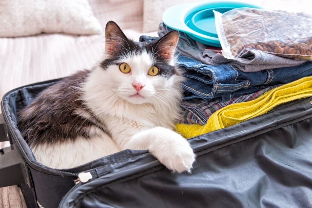 Trips With Cats: A Purr Fect Idea? Why Traveling With Your Favorite Feline Is Easier Than You Might Think