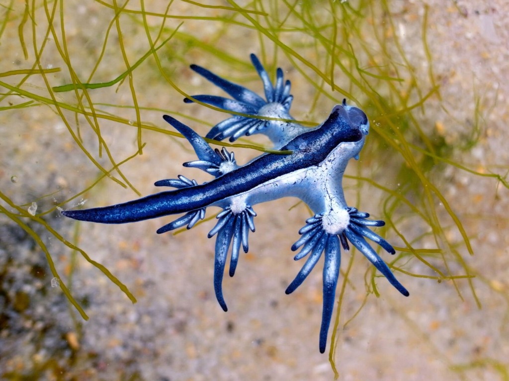 Man Caught A Venomous ‘blue Dragon’ Sea Slug Along The Texas Coast