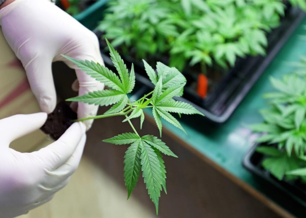How Marijuana Use Has Changed During The Covid 19 Pandemic