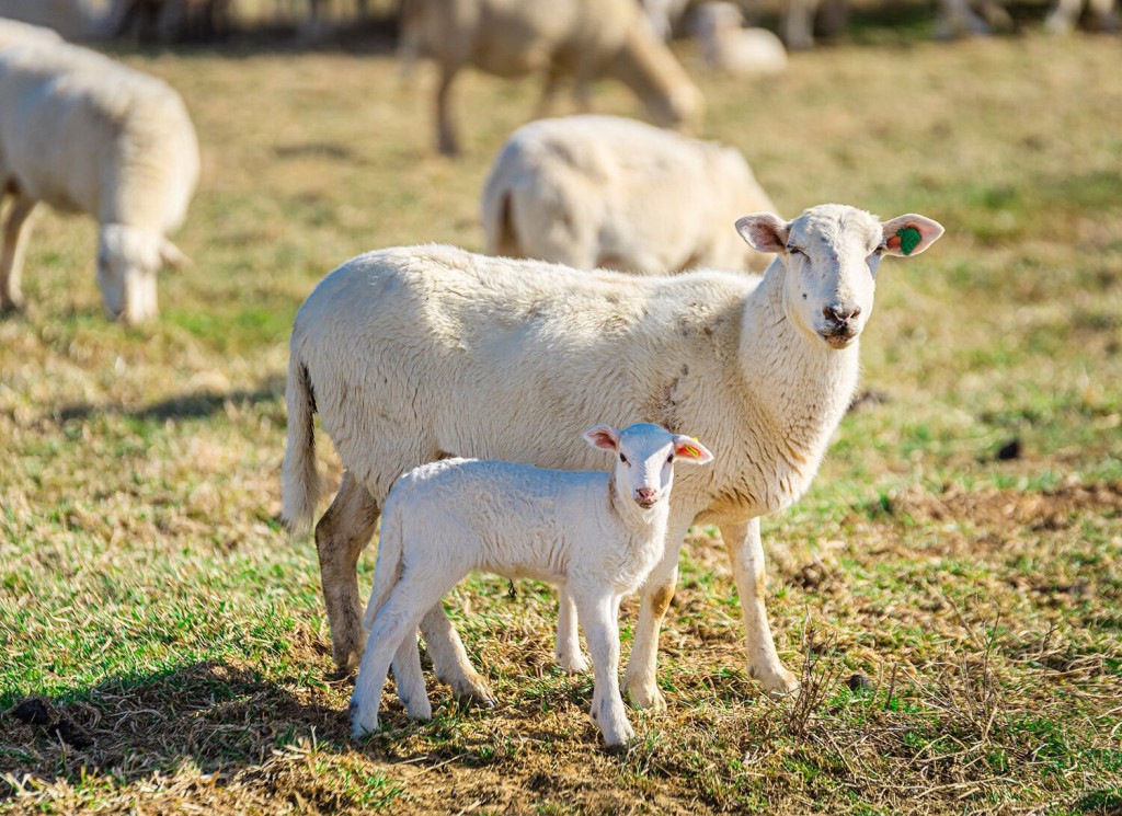 Have Ewe Heard The News? Lamb Is Making A Comeback