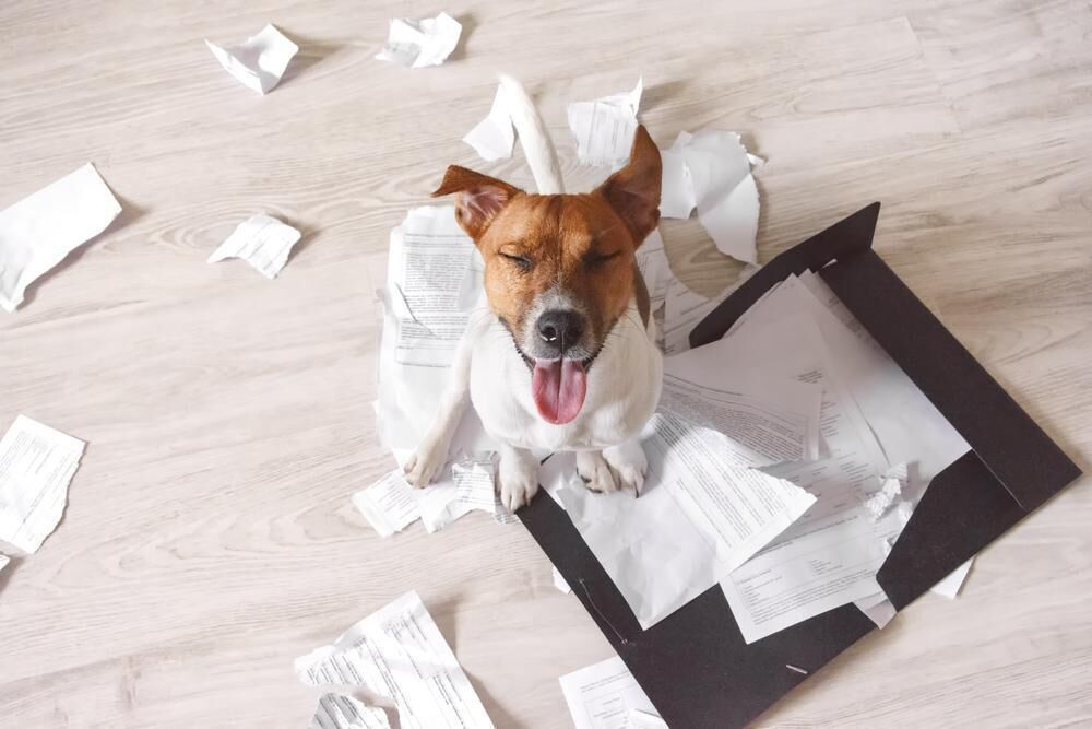 The 40 Least Obedient Dog Breeds