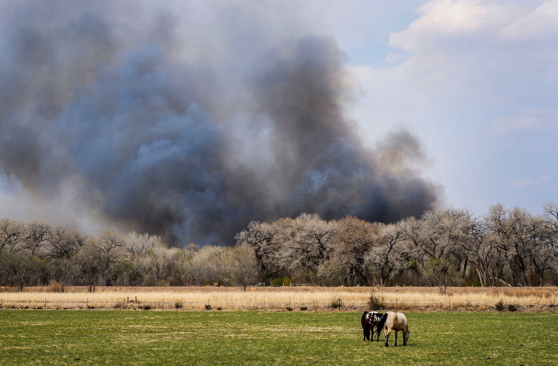 <p>Horses graze in a field while a fire rages in Belen, N.M., on Monday.</p>