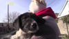 Watch Now: These Volunteers Are Risking Their Lives To Save Animals In Ukraine