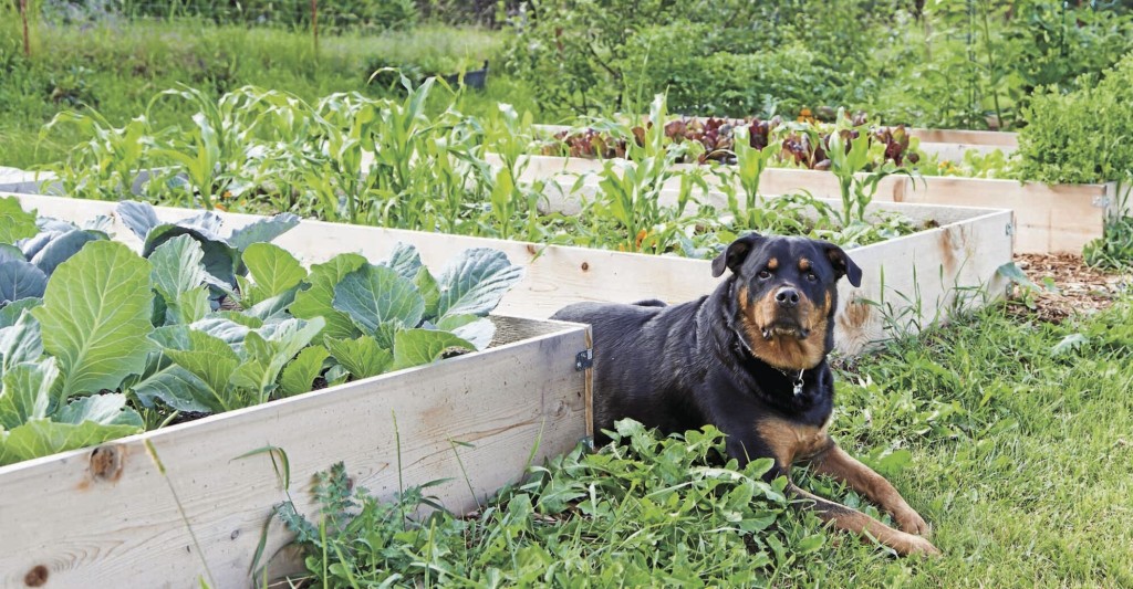 Dog Friendly Gardens: How To Plant A Plot Safe For Your Pups
