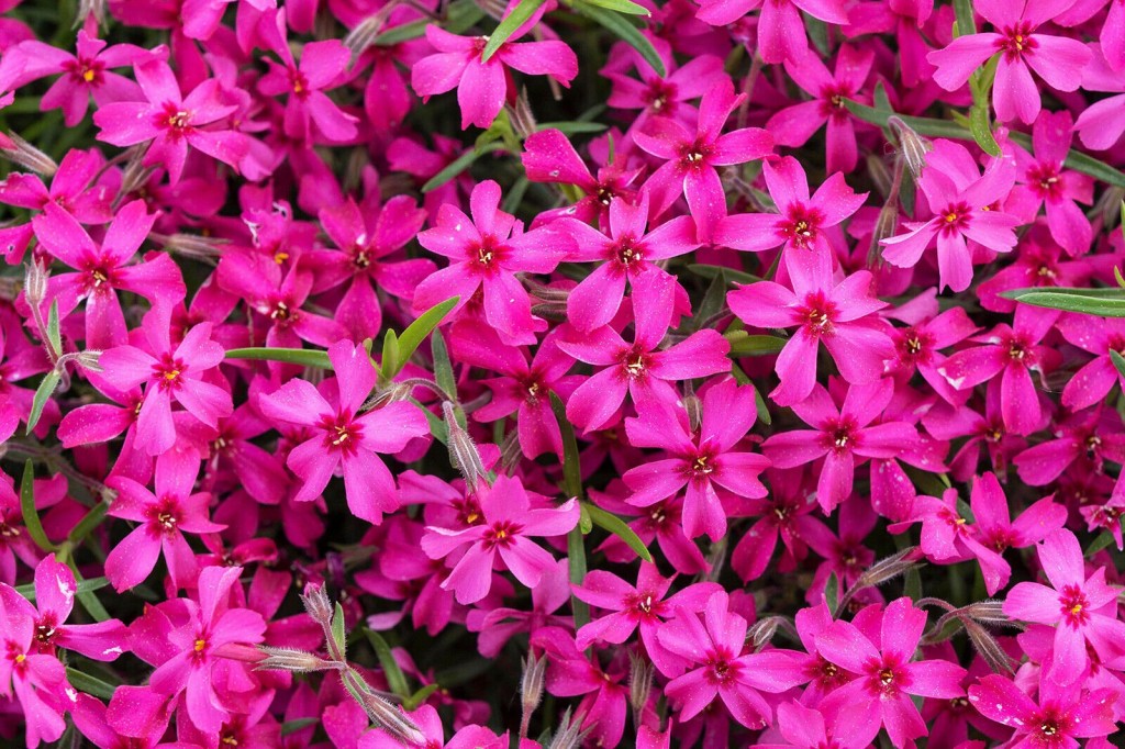 Expect A Full ‘pink Moon’ To Shine This Entire Weekend