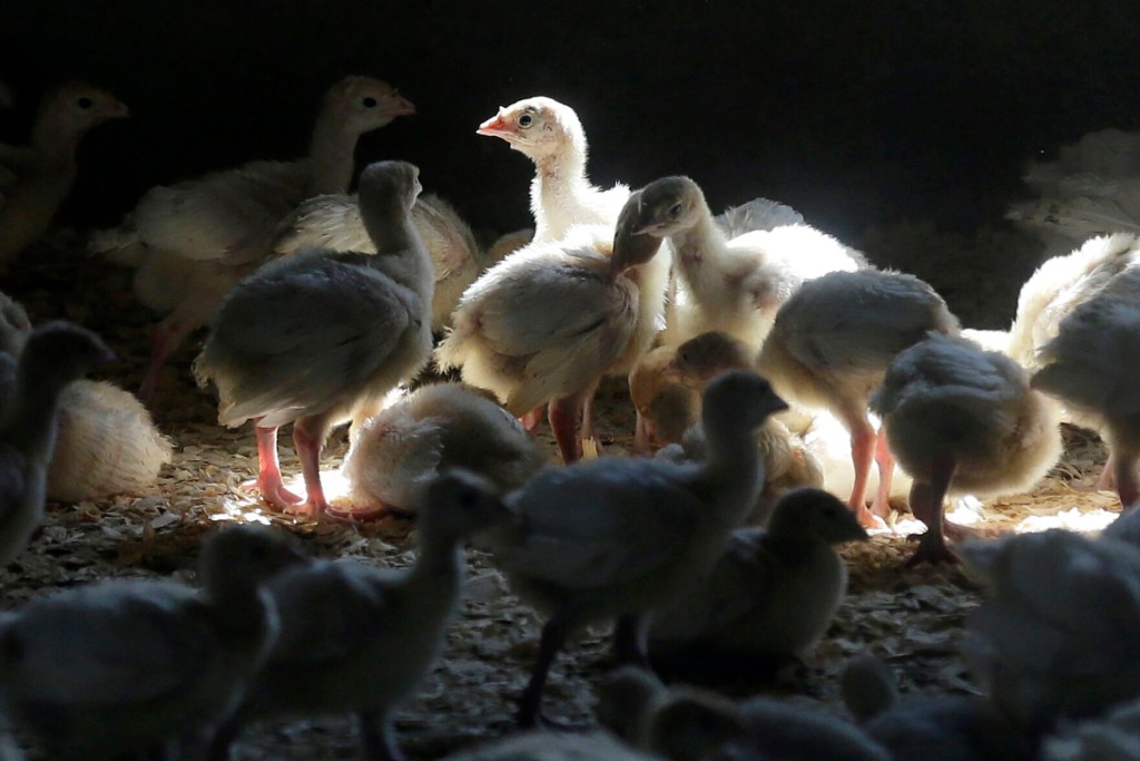 First Us Case Of Human Bird Flu Infection Confirmed In Colorado