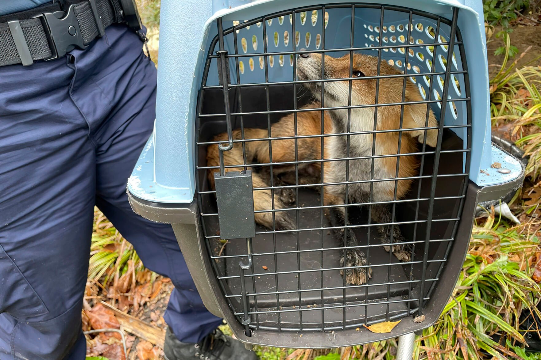 <p>In this image provided by U.S. Capitol Police, a fox looks out from a cage after being captured on the grounds of the U.S. Capitol on Tuesday.</p>