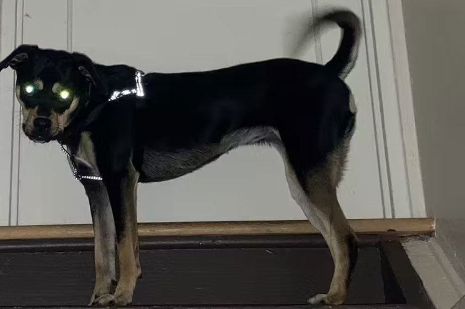 <p>Most dogs’ eyes will glow in dark spaces when a light shines on them.</p>
<p>Tommy Greco, <a class="license" href="http://creativecommons.org/licenses/by-sa/4.0/">CC BY-SA</a></p>