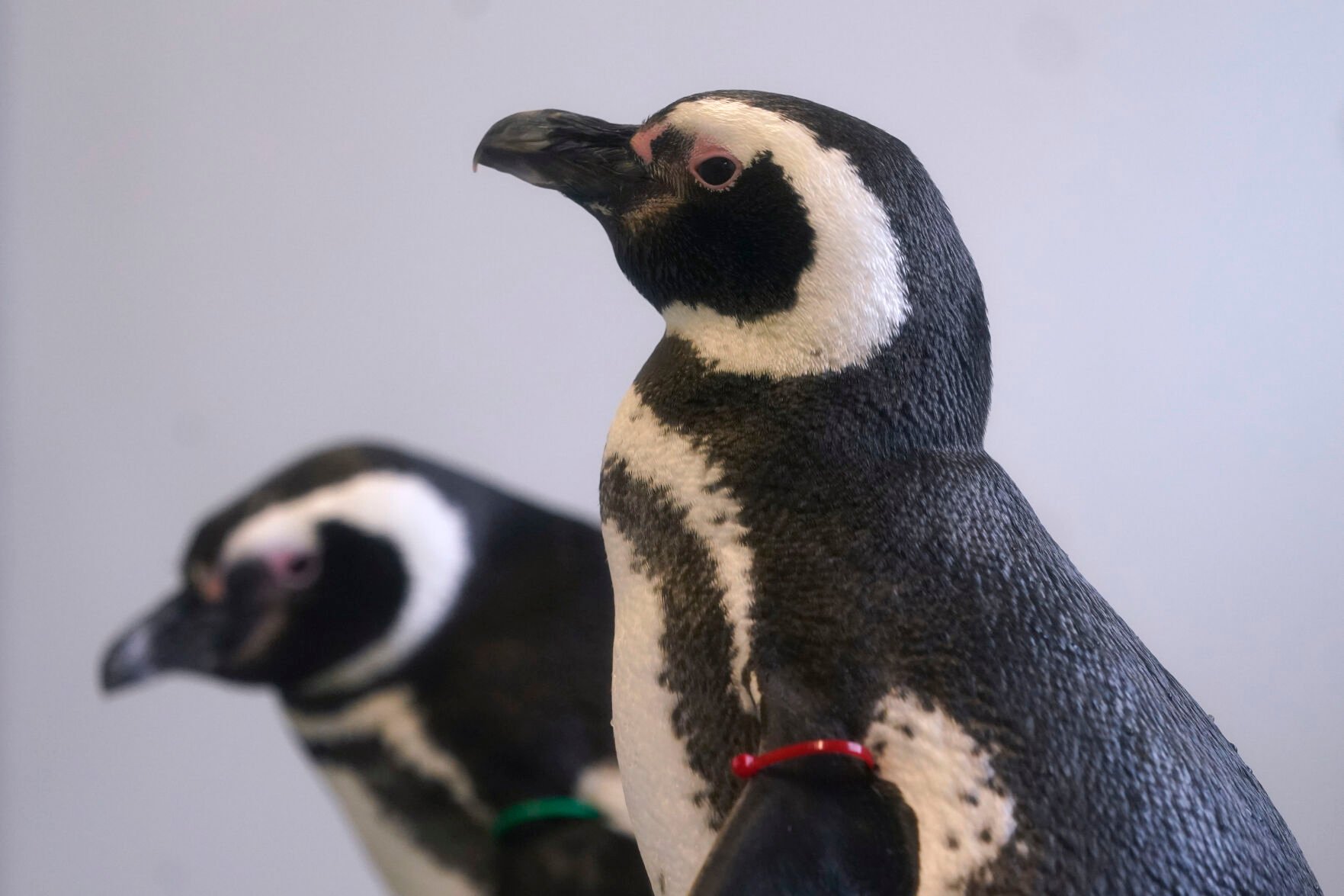 <p>Magellan penguins stand in their enclosure at the Blank Park Zoo, Tuesday, April 5, 2022, in Des Moines, Iowa. </p>
