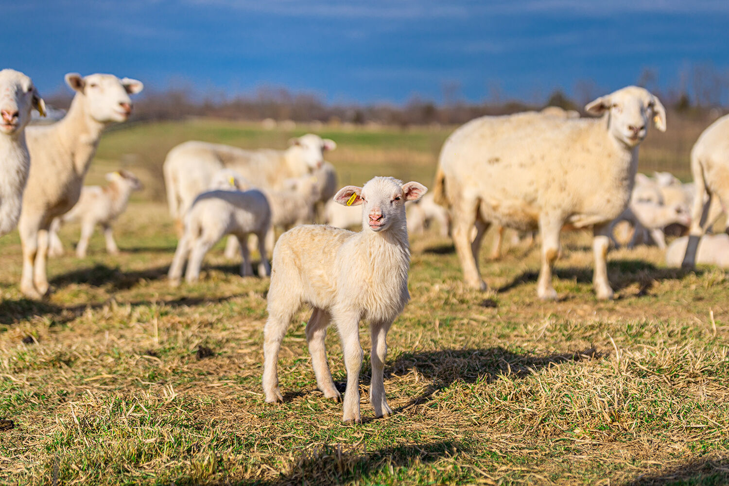 <p>Lamb at <a href="https://feastandfield.net/read/meat-and-seafood/have-ewe-heard-the-news-lamb-is-making-a-comeback/article_8ef6462e-aaf9-11ec-9328-4b589ed40027.html" target="_blank">Freedom Run Farm</a> in Kentucky. Photo by Audra Straw.</p>